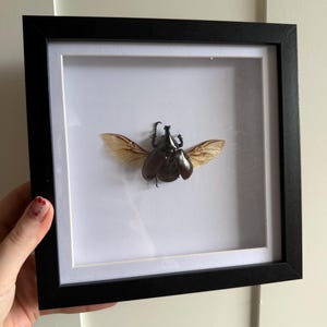 The Brown Rhinoceros Beetle