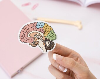 Anatomical Brain Glossy Sticker // Scrapbooking, University, Anatomy, Student, Physiotherapist, Doctor, Medical Student, Medicine, Nursing