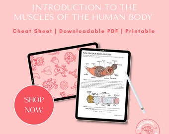 Cheat Sheet on Intro to Muscles // PDF Download, A4 Sheet, Psychology, Physio, Doctor, Medical Student, Biology, MSK, Human Anatomy