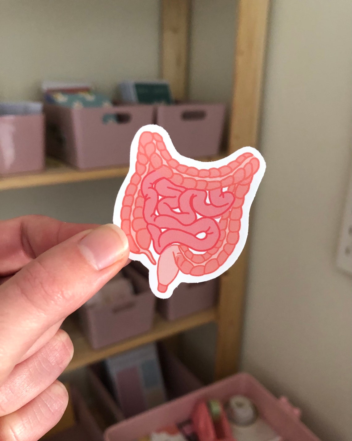 Intestines Waterproof Vinyl Anatomy Sticker// Human biology Etsy