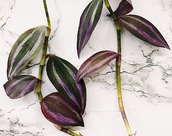 Rare Deep Purple Wandering Jew