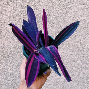 3” Setcreasea Purple Heart Variegated