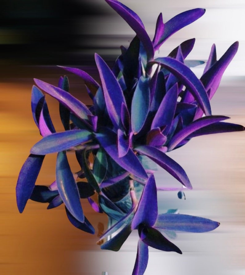 PURPLE Hearts Tradescantia Cuttings
