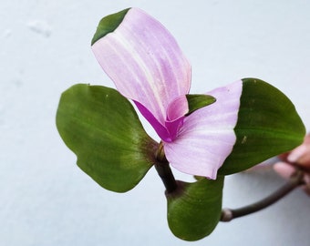 Rare “Blushing Bride” Tradescantia Cutting READ DESCRIPTION