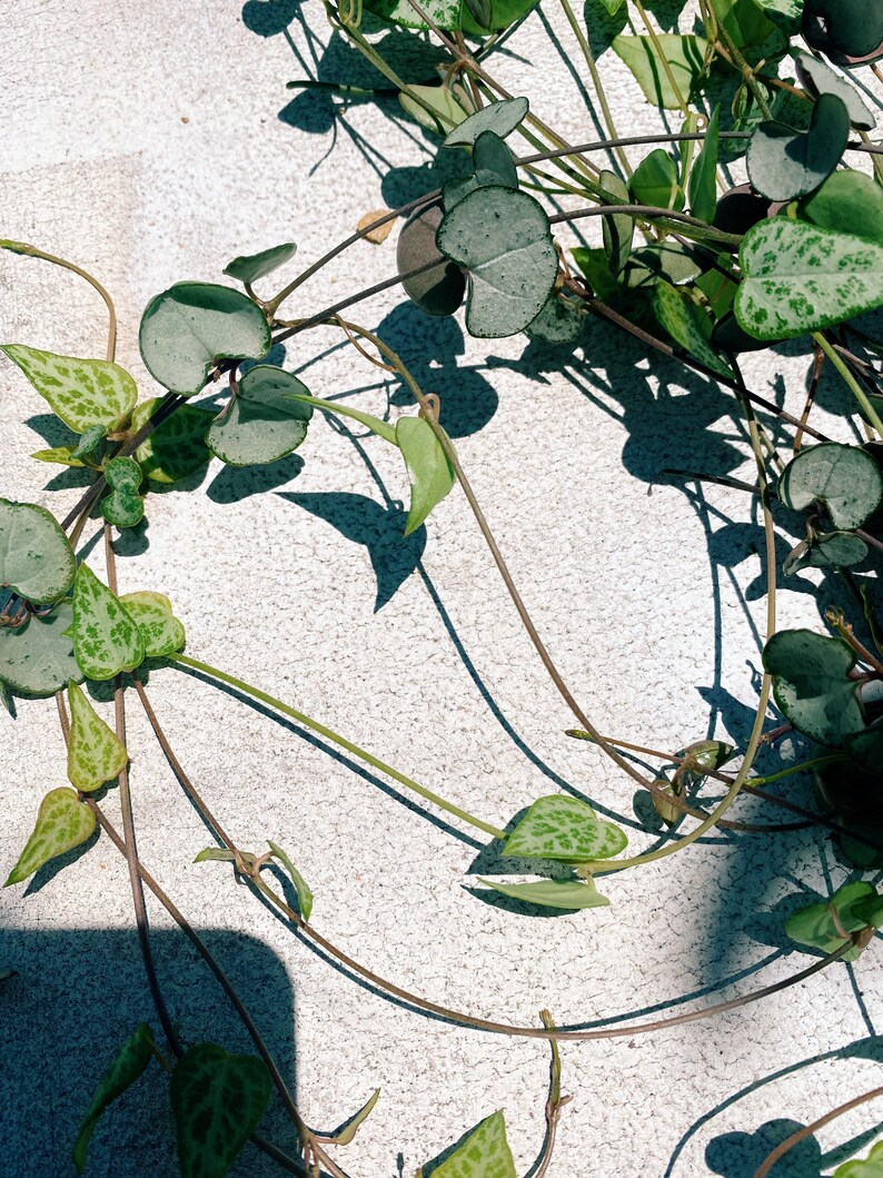 Rare String of Things Pack Etsy