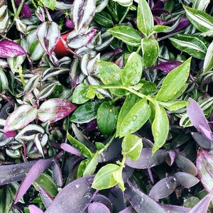 10 SPRING Tradescantia Pack