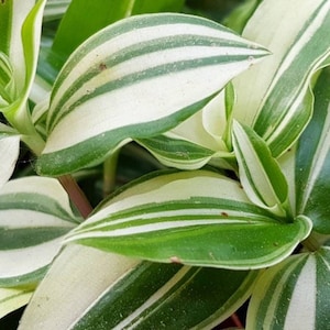 Green Cream Wandering Jew Tradescantia