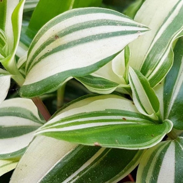 Green Cream Wandering Jew Tradescantia