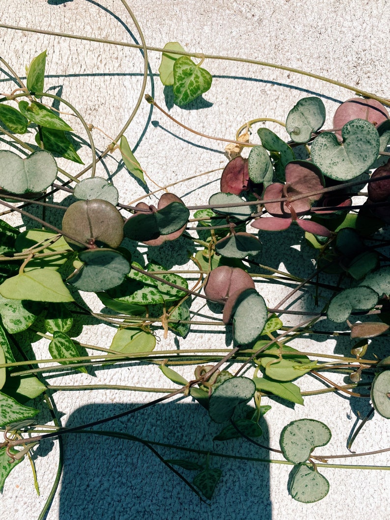 Rare String of Things Pack Etsy