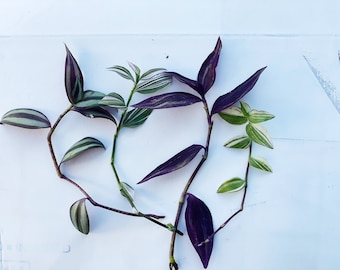 5 Mothers Day Tradescantia Special