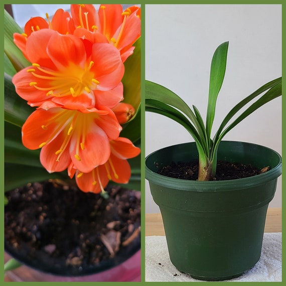 Clivia Bush Lily Live Plant Orange Bloom One Plant | Etsy