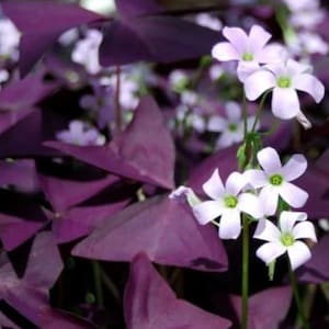 Purple Shamrock bulbs Choose your quantity, Oxalis Triangularis