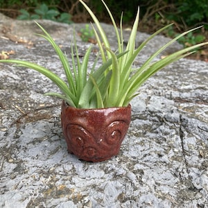May include: A small air plant in a brown ceramic pot with a swirl design. The pot is sitting on a gray rock.
