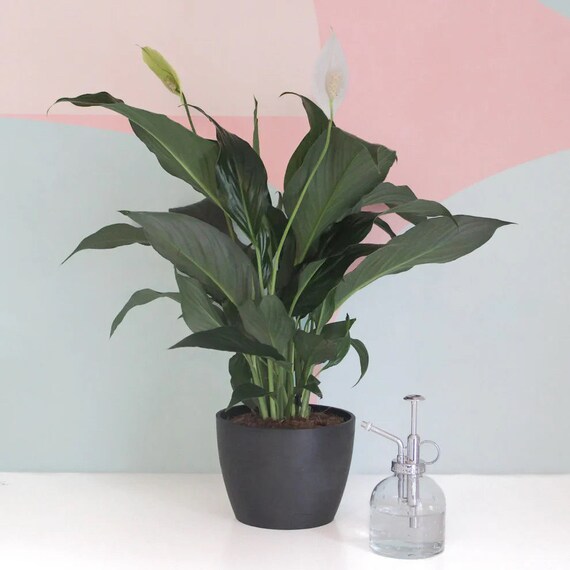 philodendron el choco red Philodendron Rubrijuvenile El Choco Red