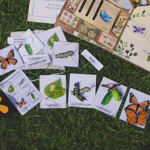 Ciclo de vida de una mariposa monarca Tarjetas Montessori Ciencias preescolares Educación en casa Ciclo de una mariposa Actividad de naturaleza Nomenclatura Safari Ltd