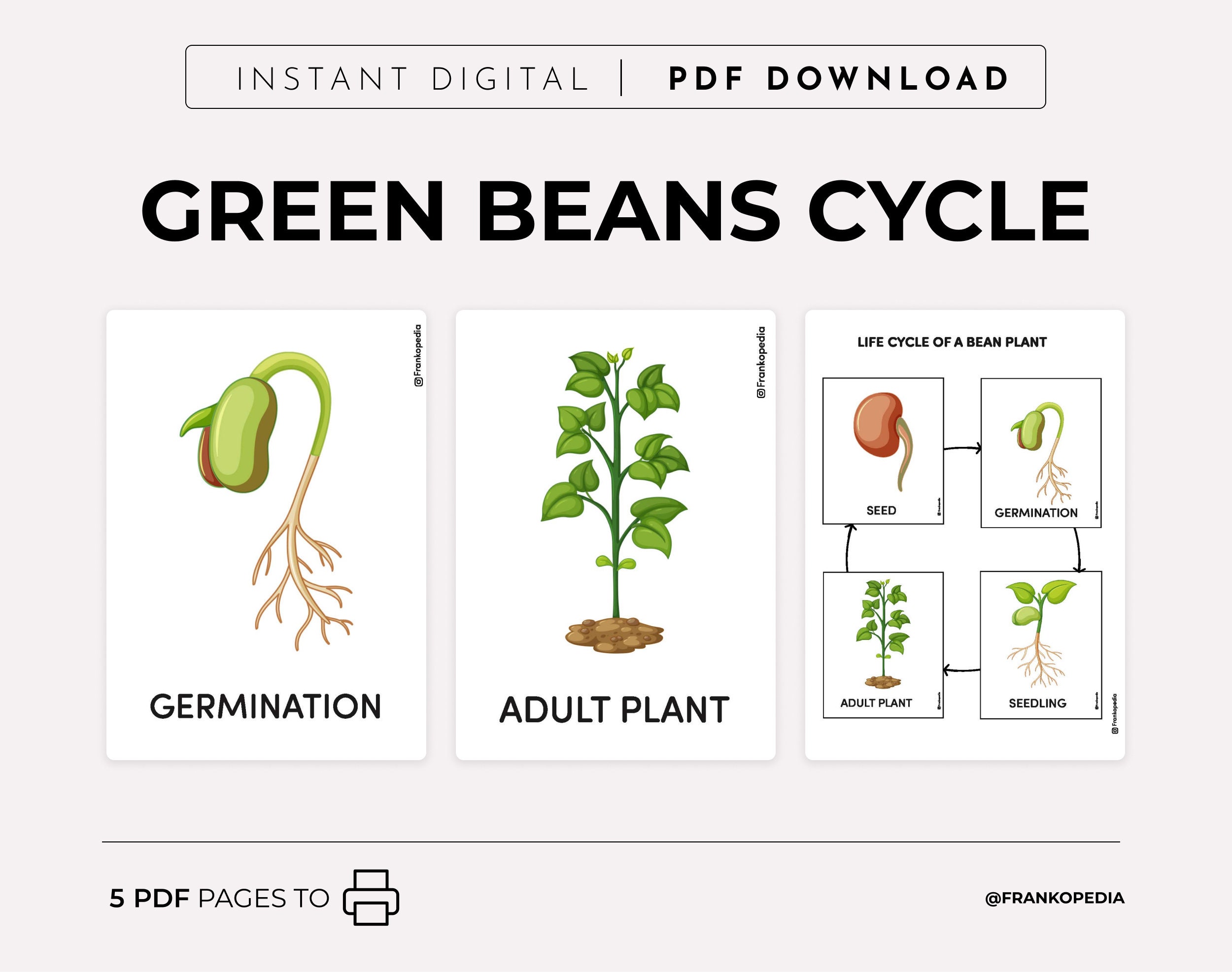 bean-plant-life-cycle