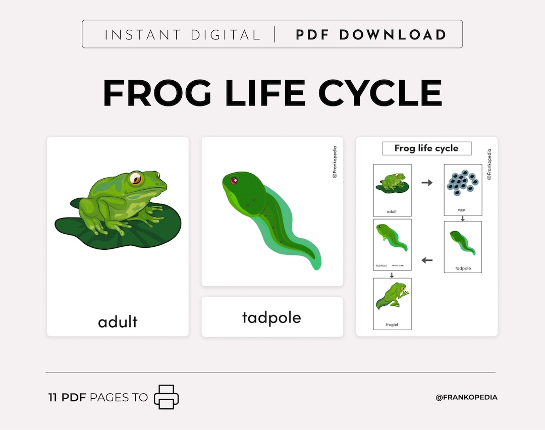 Life Cycle of a Frog Printable Montessori Nomenclaturecards Preschool