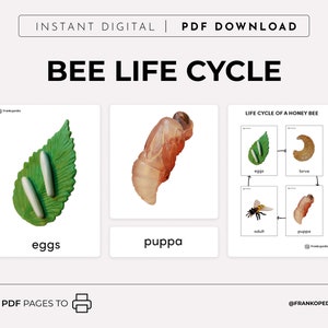 Honeybee life cycle printable Montessori cards Preschool science Homeschool Teacher resource Montessori materials 3part cards Nature DIGITAL