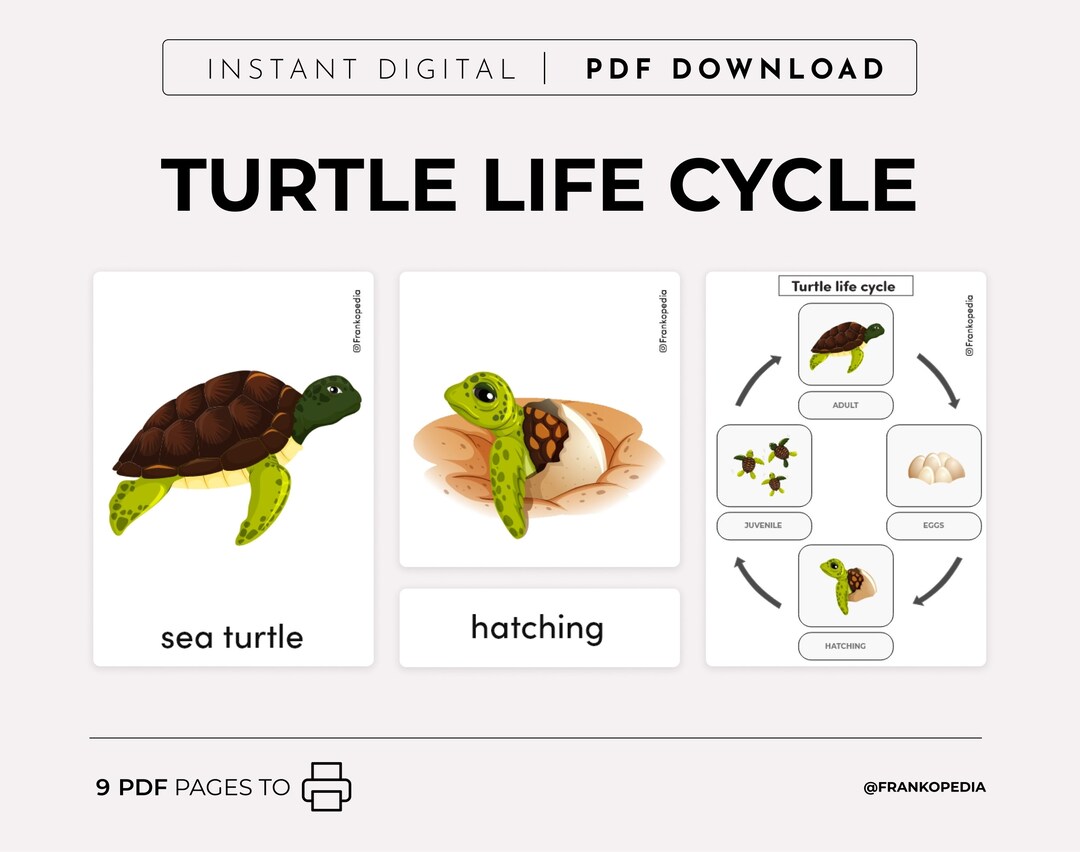 Life Cycle of a Turtle Printable Montessori 3 Part Cards Montessori ...