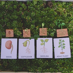 Ciclo de vida de una planta de judías verdes Materiales Montessori Tarjetas de 3 partes Recursos para profesores Actividad preescolar Naturaleza Niño pequeño Regalo para niños