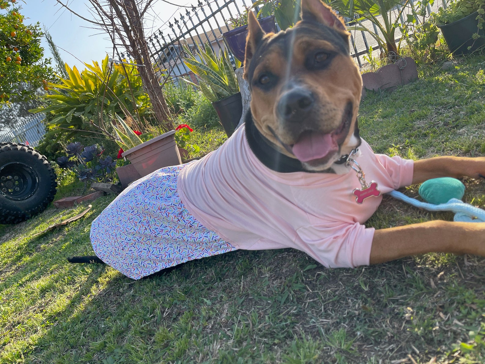 Birthday dog dress pitbull dress XL Dog dresses custom Etsy