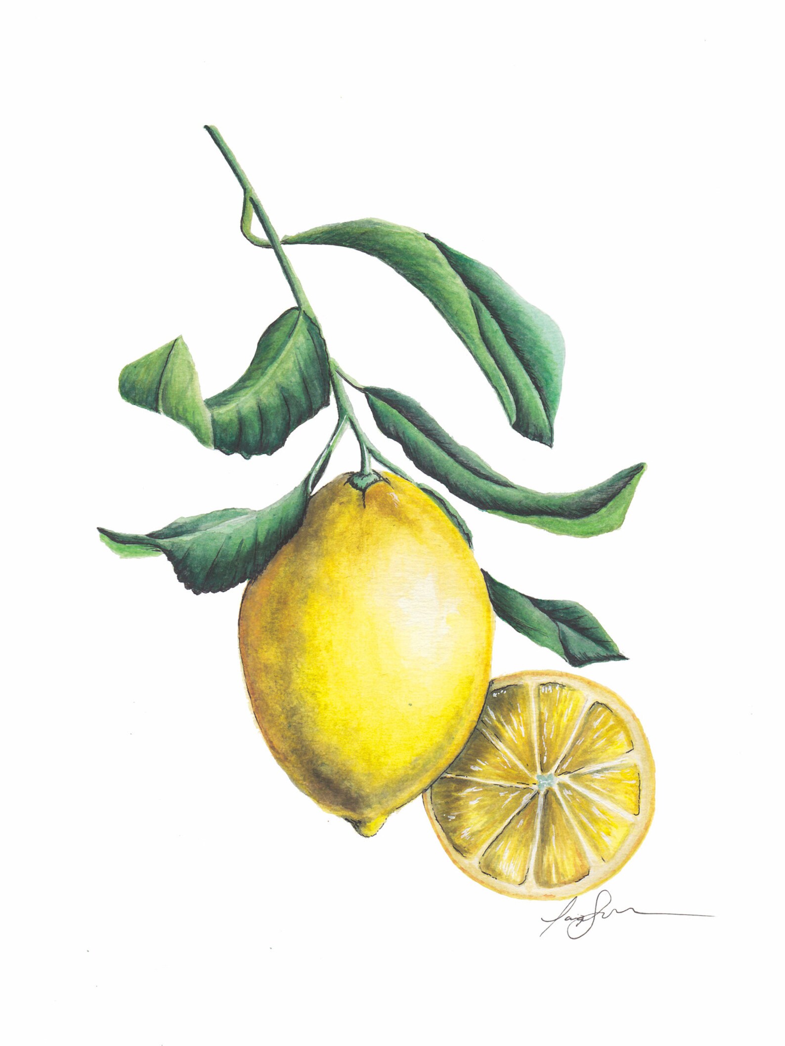 Lemon Botanical Illustration Watercolor Print | Etsy