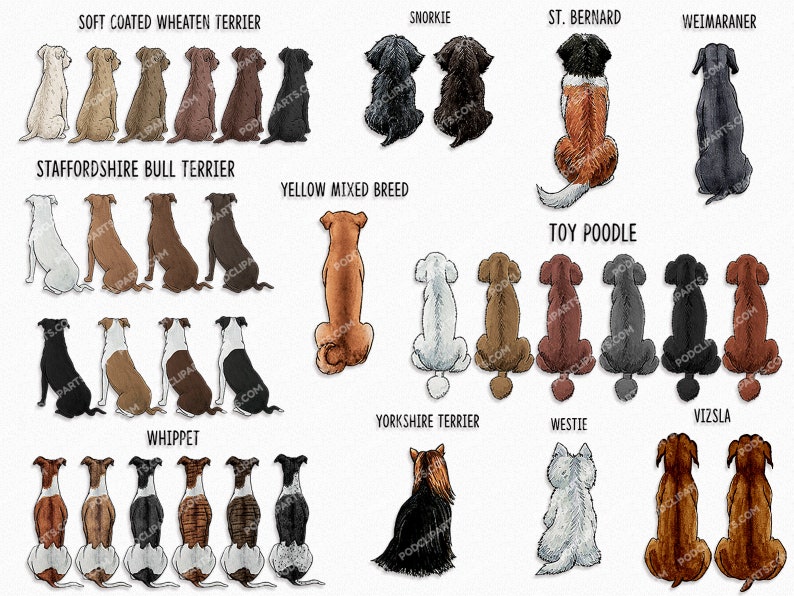 May include: A digital illustration of various dog breeds in a sitting position, viewed from behind. The breeds include Soft Coated Wheaten Terrier, Snorkie, St. Bernard, Weimaraner, Staffordshire Bull Terrier, Yellow Mixed Breed, Toy Poodle, Whippet, Yorkshire Terrier, Westie, and Vizsla.