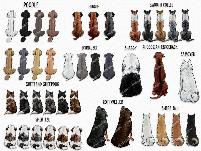 May include: Illustration of different dog breeds in various colors, sitting in a row. The breeds include Poodle, Pug, Smooth Collie, Schnauzer, Shaggy, Rhodesian Ridgeback, Samoyed, Shetland Sheepdog, Shih Tzu, Rottweiler, and Shiba Inu.