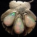 Opal Star