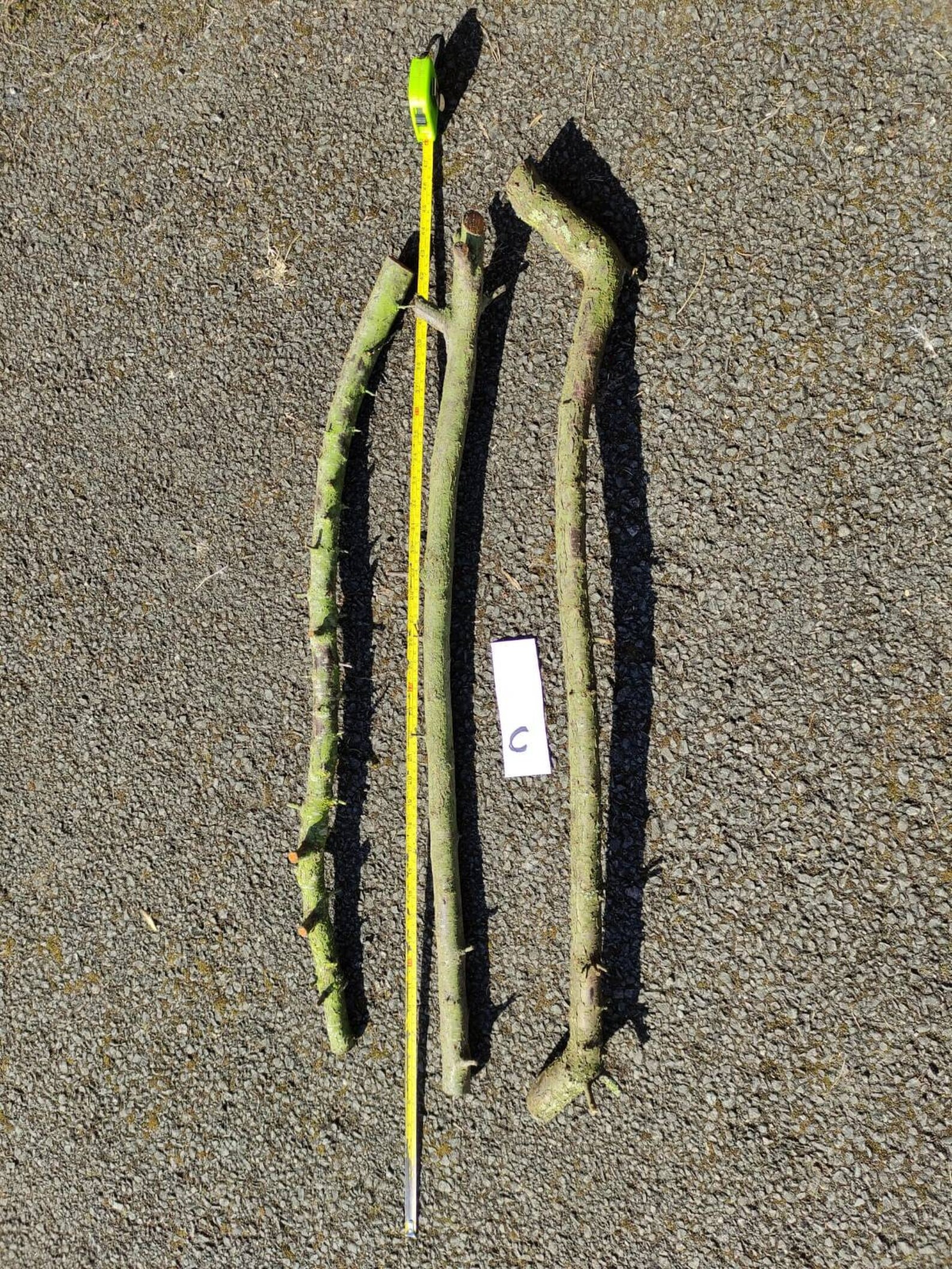 Blackthorn wood raw canes for making into walking sticks X 3 Etsy