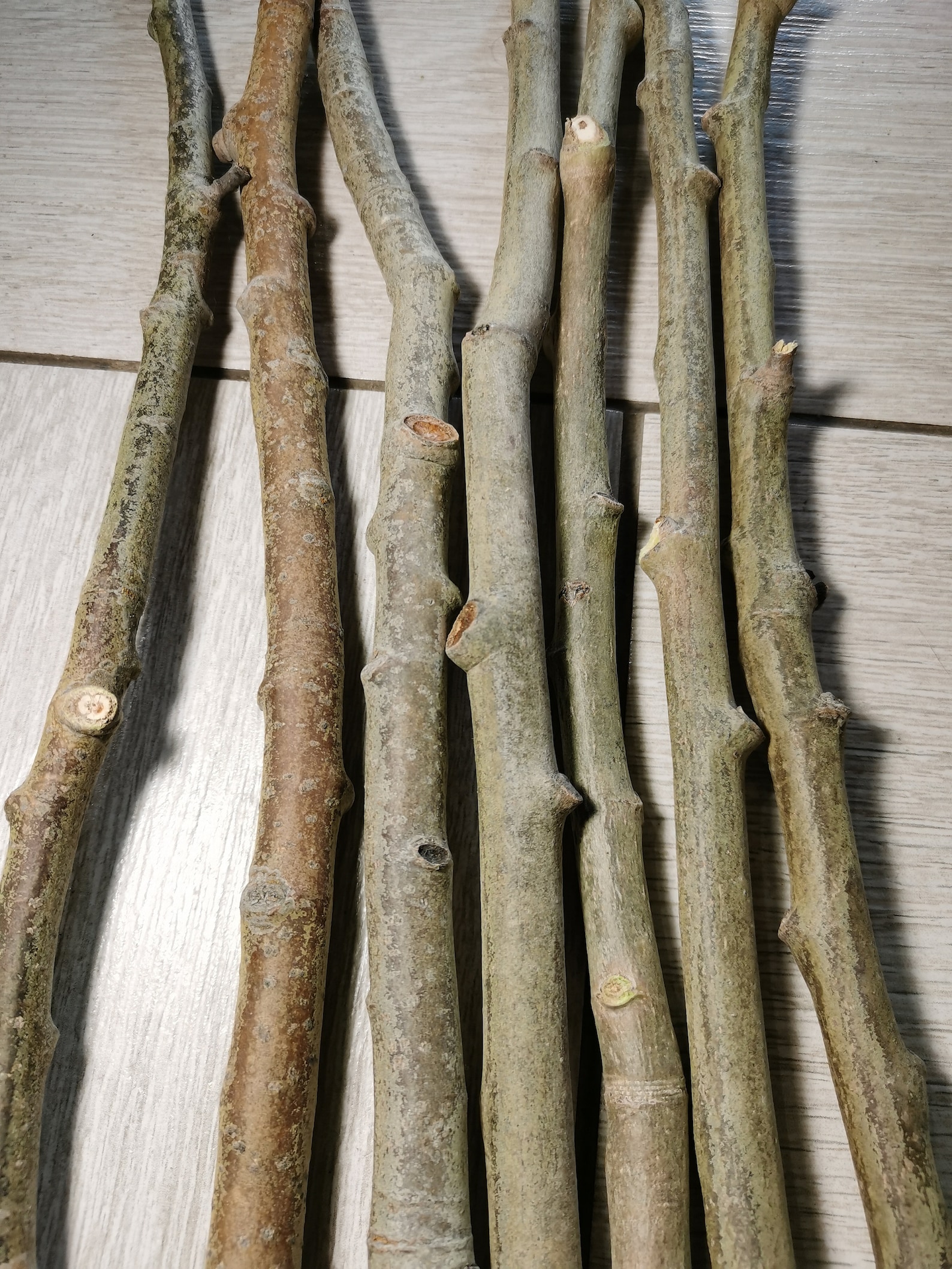 Aspen branches 7pcs set Bouquet of aspen branches for Etsy