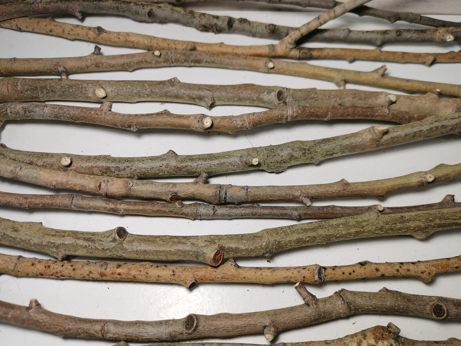 Aspen branches 14pcs set Bouquet of aspen branches for Etsy