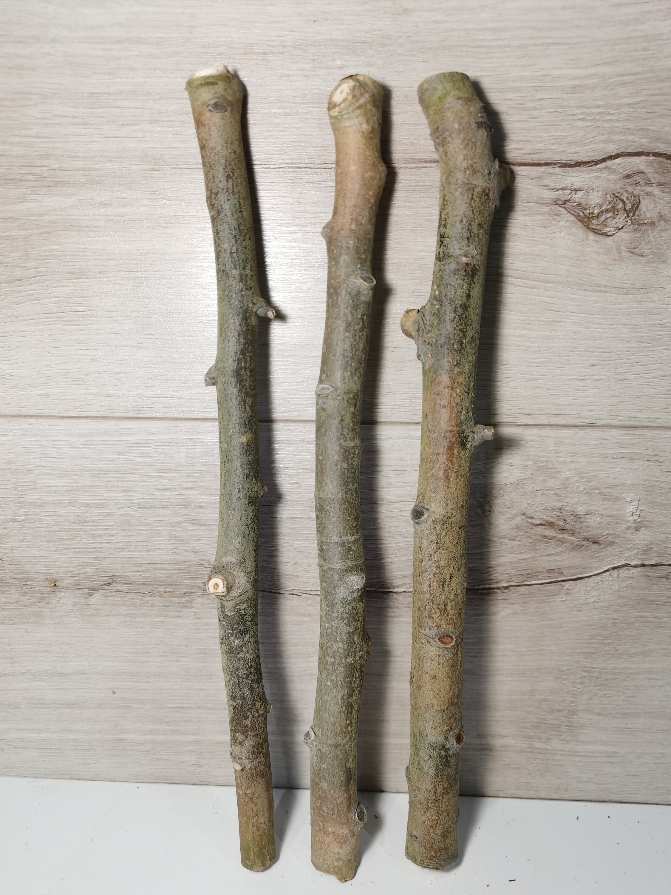 Aspen branches 3pcs set Bouquet of aspen branches for Etsy