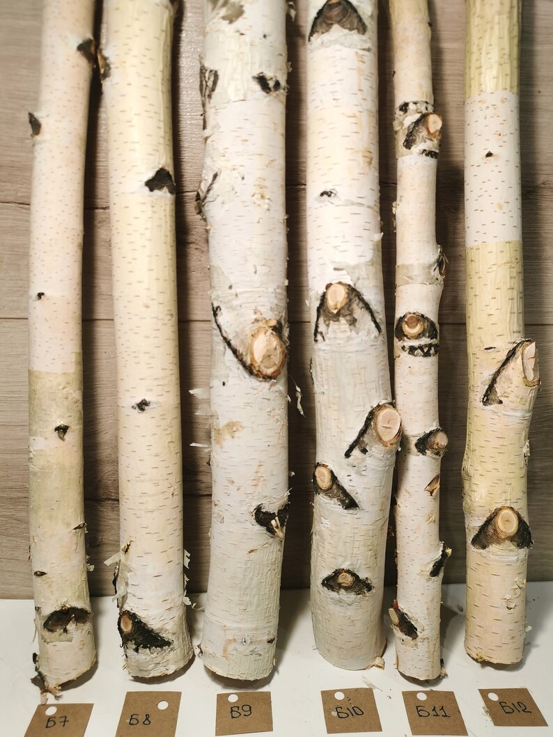 Birch branch Birch tree White birch branches Sticks for Etsy