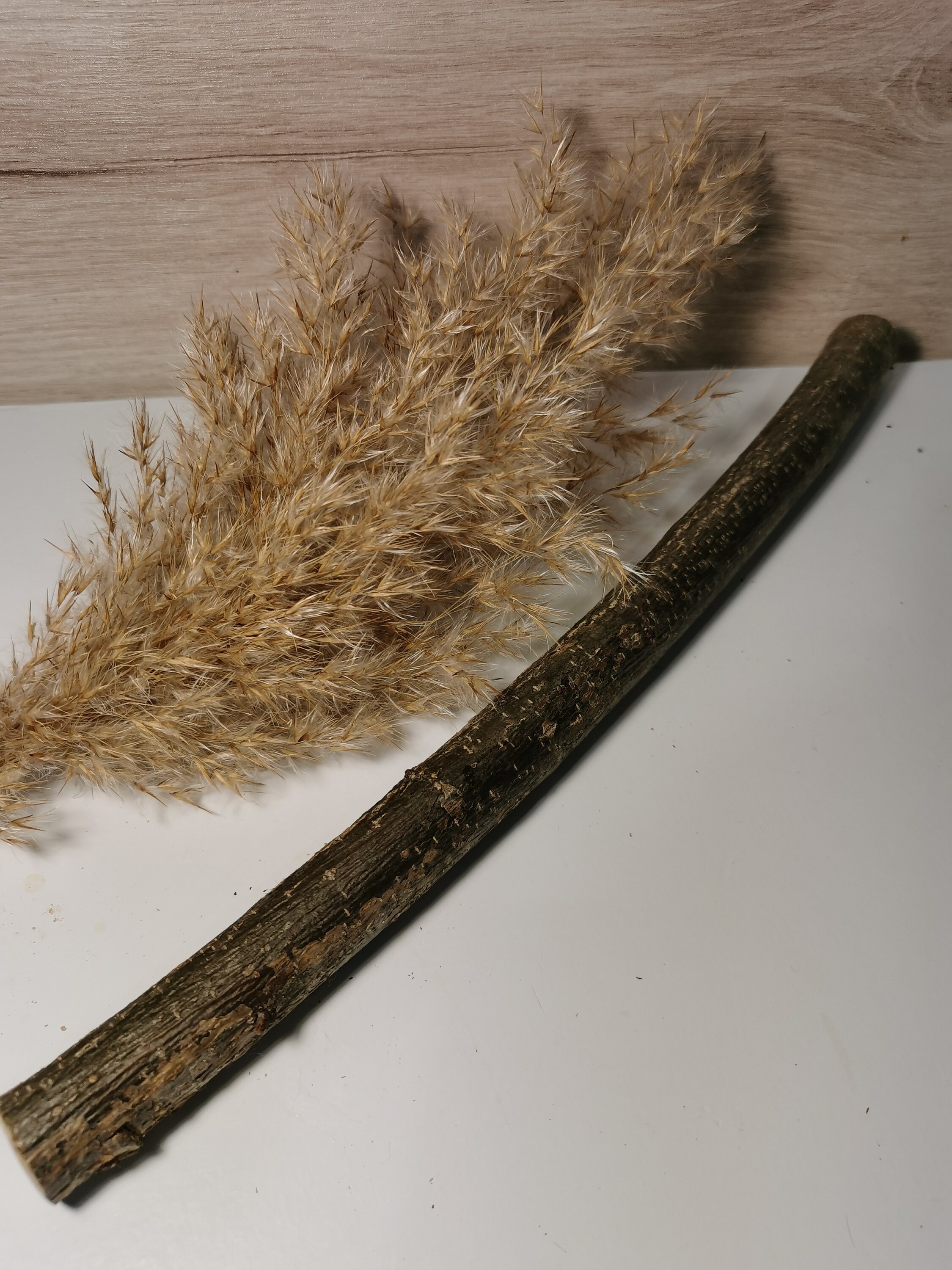 Organic Oak Stick Oak For parrots For crafts For the Etsy