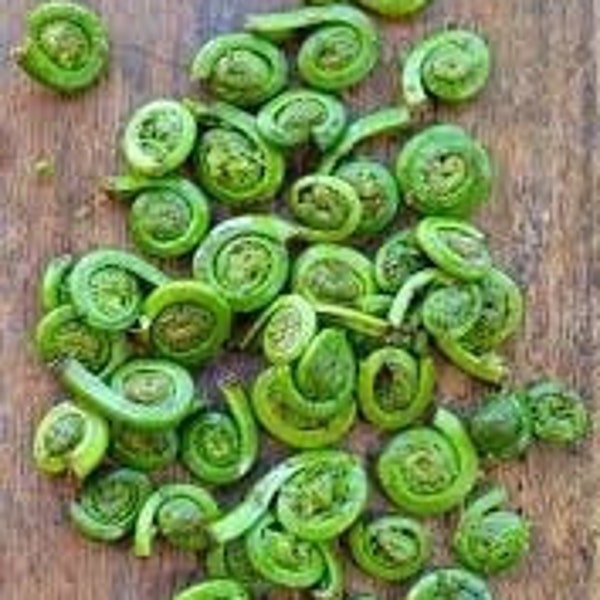 Fiddleheads frais propres du Maine