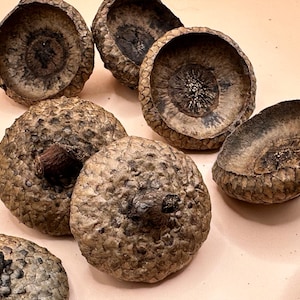 Northern Red Oak Acorn Caps for Crafts – Natural Cupules – DIY Craft Supply, Jewelry Making, Rustic Wedding Decor