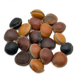 Sea Beans, Drift Seeds, Mucuna, Ojo de Buey, Bean Entada gigas, Ox Eye Seeds, Hawaiian seeds, Bull&#39;s eye, Craft Supply, not pierced sea bean