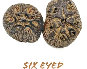 6 Eyed ikin, Iwarefa, Ikins de 6 ojo, Ikini orisha, Ikini ifa, African palmnut, Ifa Divination