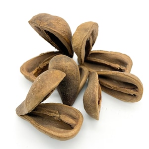 Opele seeds, Ekuele, Ese Agutan, Babalawo, Iyalorisha, Ifa divination, Tool for Ifa Readings, Opele ifa, Orula Divination Tool