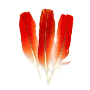 Pluma de loro, plumes de perroquet gris d'Afrique, Ikodidere, plume d'ara, plume rouge, plume de Loro, Ikoide, Iye, plume de perroquet rouge, iko odidere