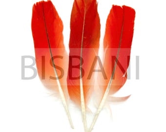 Pluma de loro, Ikode, Iye