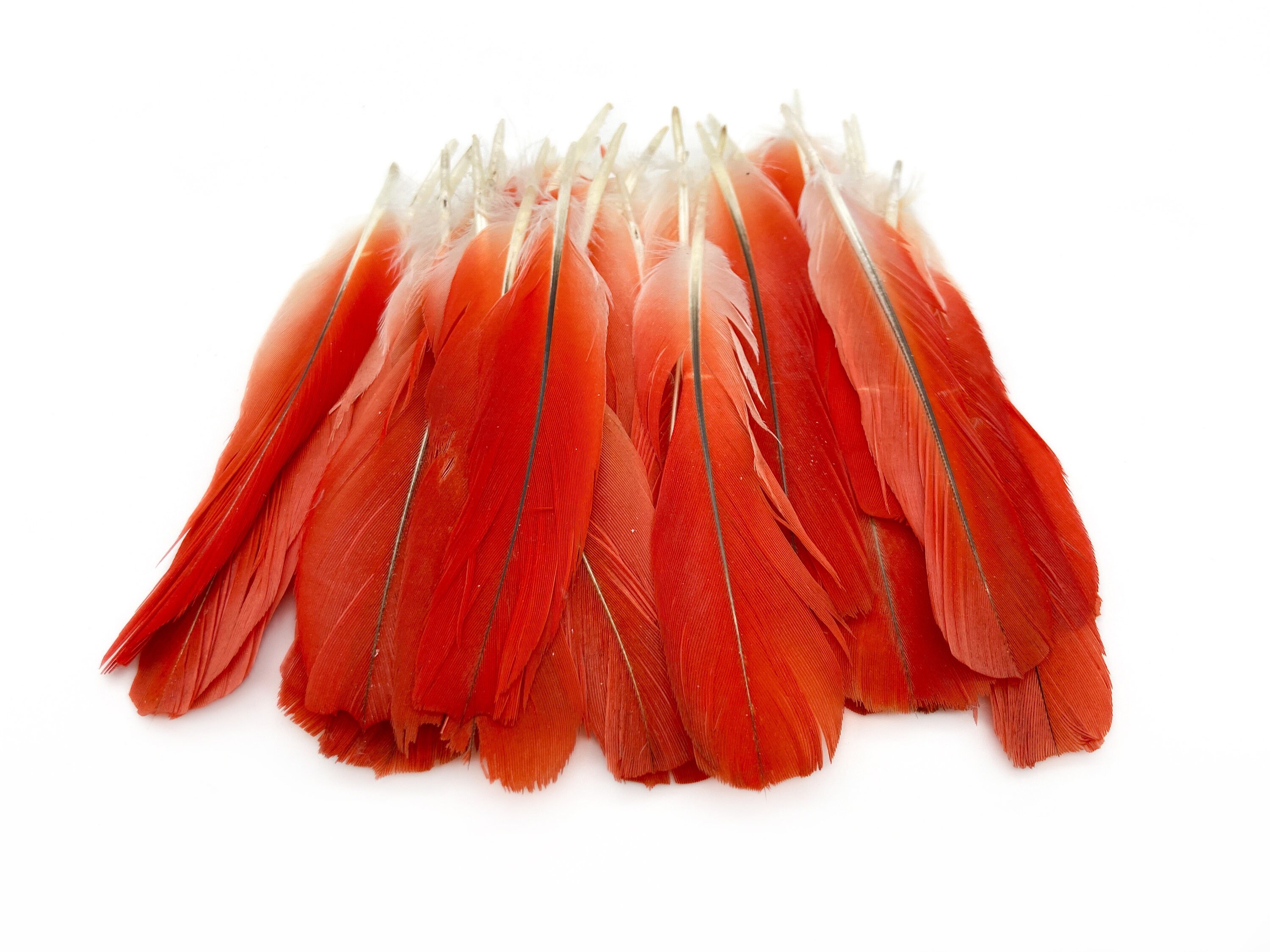 6 Pieces - 1-2 Natural Red Small African Grey Parrot Body Plumage Feathers  - Rare- Fly Tying Craft Supply| Moonlight Feather