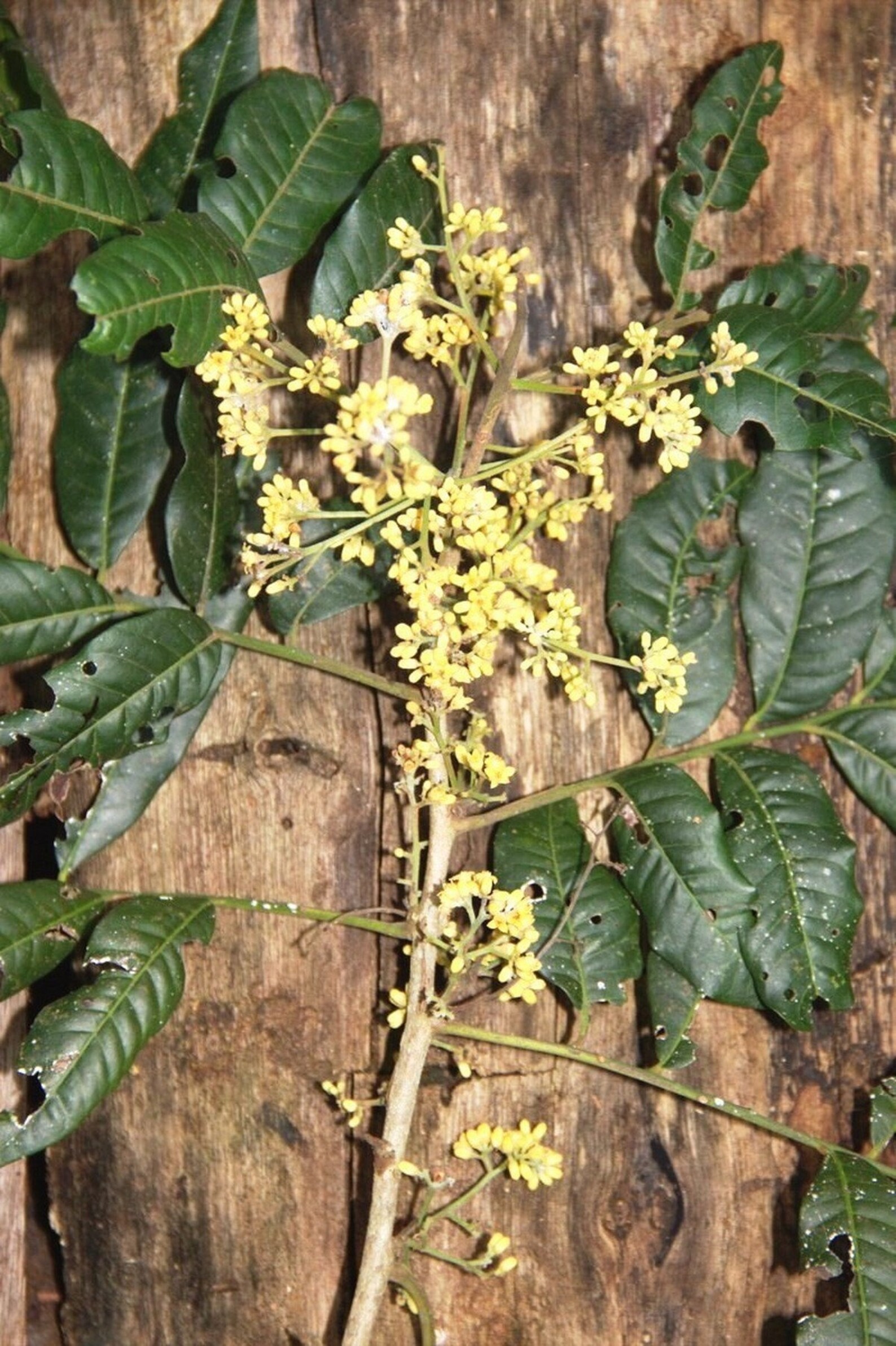 CATUABA Corteccia In Polvere - Confezione Da 100g - Foto 6