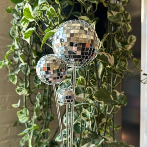Plant Discoballs