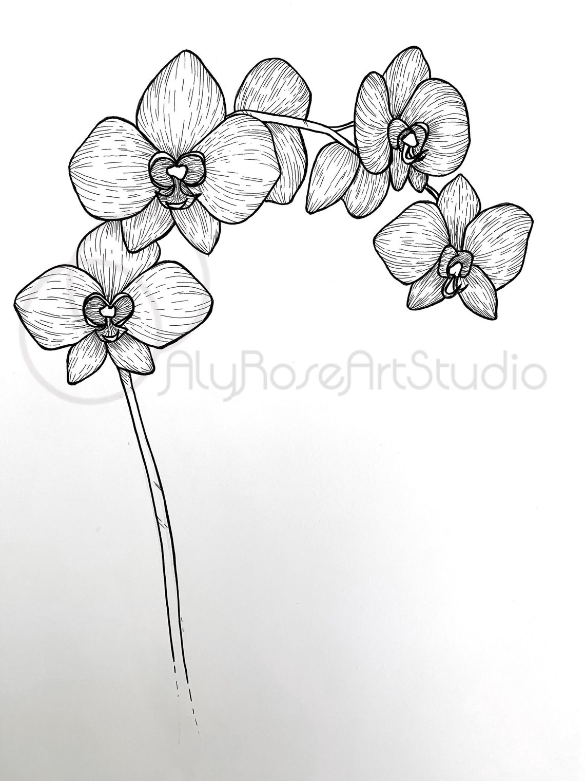 Simple Orchid Drawing Original Pen Drawn Orchid Art Print Etsy