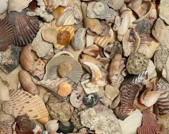 1lb Broken seashells pieces, Mixed shells pieces for crafting, broken Florida shells