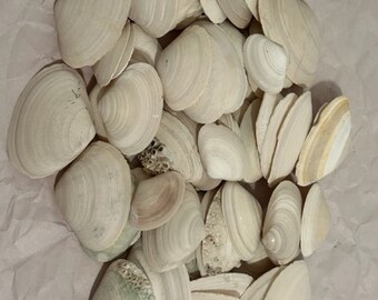 20 Clam Shells, Florida Seashells, gulf coast shells