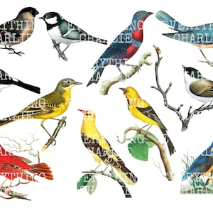 Bird Fussy Cut digital para download para impressão. Diário de sucata, criação de cartões, scrapbooking e adesivos