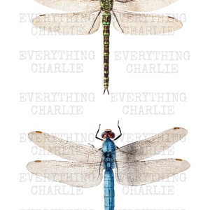 Dragonfly fussy cut digital download printable for junk journals, cardmaking, scrapbooking and paper crafts